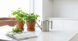 Cómo Cultivar Perejil en Casa