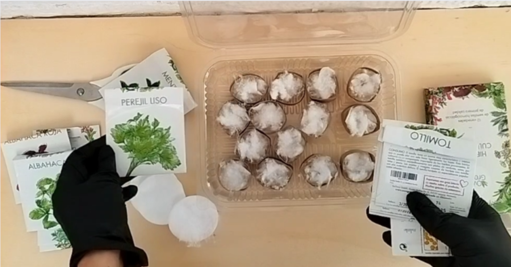 Cultivar Perejil en Casa